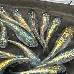 (決まりました)大輝　メダカ　１５匹の画像