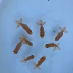 らんちゅう　画像全て　金魚の画像