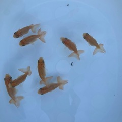 らんちゅう　画像全て　金魚の画像