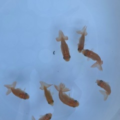 らんちゅう　画像全て　金魚の画像