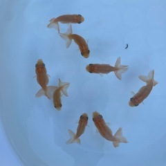 らんちゅう　画像全て　金魚の画像
