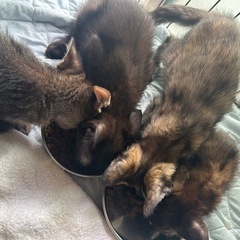 子猫の里親募集しています