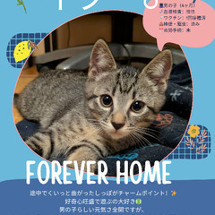 🍉岡田ほご猫譲渡会🍉8月24日(日)13時〜16時