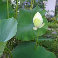 睡蓮鉢付き　花はす　明鏡蓮　花芽付き　【検　ビオトープ　メダカ　めだか　水草の画像