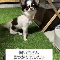 迷い犬 保護してます