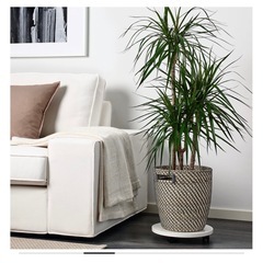 新品 ＊ IKEA ローグコルン 鉢カバーの画像
