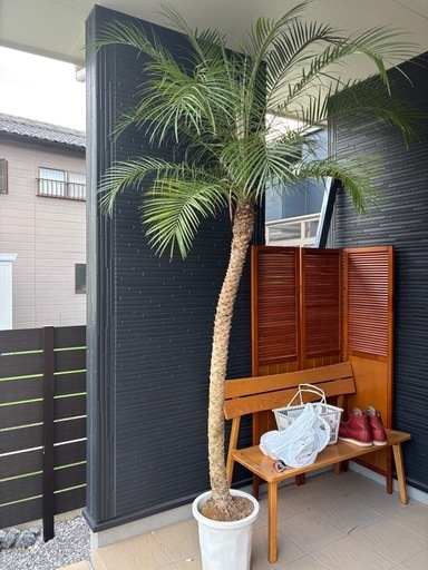 フェニックスロベレニー　ヤシの木　植木　ドライガーデン　ロックガーデン フェニックスロベレニー ヤシの木 植木 ドライガーデン ロック