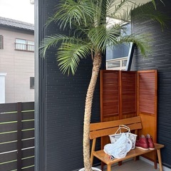 フェニックスロベレニー ヤシの木 植木 ロックガーデン ドライガーデン