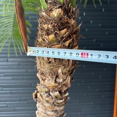 フェニックスロベレニー ヤシの木 植木 ロックガーデン ドライガーデン