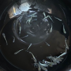 エメキン　20匹　メダカの画像