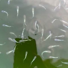 エメキン　20匹　メダカの画像