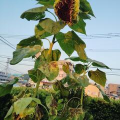ひまわりの種20個２メートルから3メートル以上位大きくなりますよ！の画像