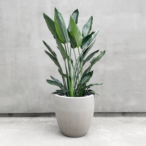 観葉植物  ストレリチア レギネ