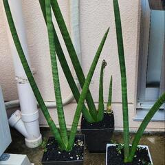まとめ割り引き◎　サンスベリア(特大株)　キリンドリカ　観葉植物　珍奇植物の画像