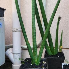 まとめ割り引き◎　サンスベリア(特大株)　キリンドリカ　観葉植物　珍奇植物の画像