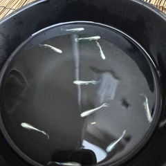 受け渡し者様決まりました。メダカ(エメキン)の画像