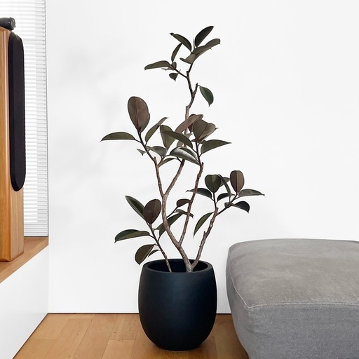 観葉植物 フィカス バーガンディ 145cm