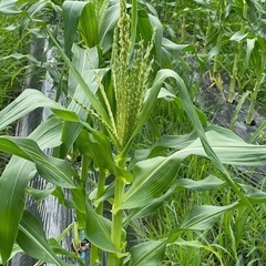 甘くて美味しい白いとうもろこしの画像