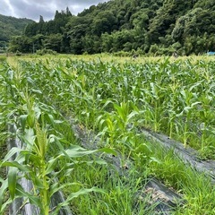 甘くて美味しい白いとうもろこしの画像