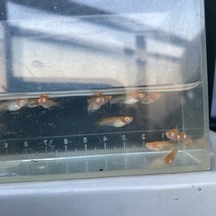取引中、楊貴妃アルビノ透明鱗の画像
