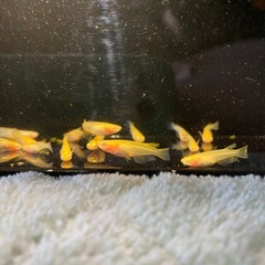 取引中、楊貴妃アルビノ透明鱗の画像
