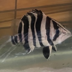 ダトニオプラスワン約
10センチの画像