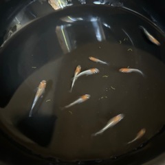 メダカ　レッドクリフの画像