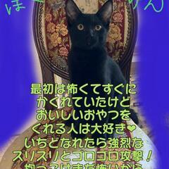 黒猫4兄弟✨どきゅん♥去勢済み (はなこ) 南久留米の猫の里親