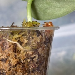 スキンダプサス　シルバーナイト　観葉植物の画像