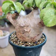 キフォステンマ・マクロプス現地球(特大株)　塊根植物の画像