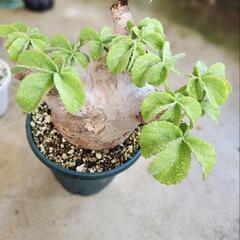 キフォステンマ・マクロプス現地球(特大株)　塊根植物の画像