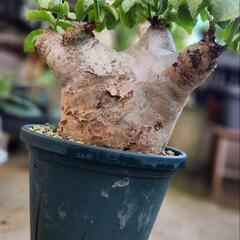 キフォステンマ・マクロプス現地球(特大株)　塊根植物の画像
