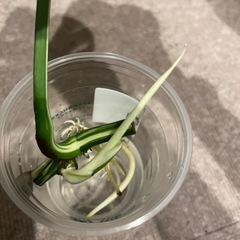 モンステラ　斑入りの画像