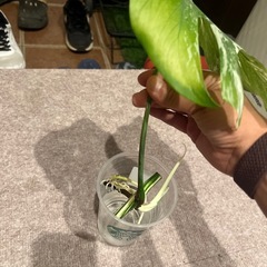 モンステラ　斑入りの画像