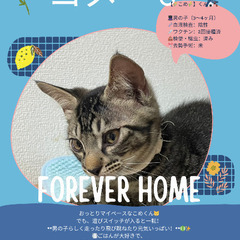 🍉岡田ほご猫譲渡会🍉8月24日(日)13時〜16時