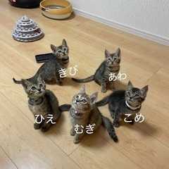 🍉岡田ほご猫譲渡会🍉8月24日(日)13時〜16時 - 猫