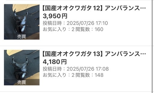 【国産オオクワガタ12,13】アンバランス アブレイズ2ペア 新成虫  2ペア 　