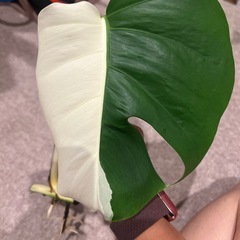 斑入りモンステラ　(決まりました)の画像