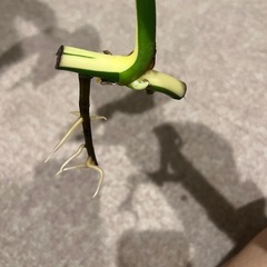 斑入りモンステラ　(決まりました)の画像