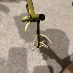 斑入りモンステラ　(決まりました)の画像