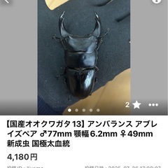 【国産オオクワガタ12,13】アンバランス アブレイズ2ペア 新成虫  2ペア 　の画像