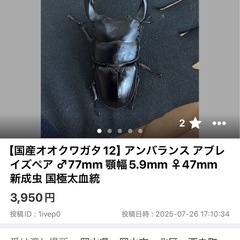 【国産オオクワガタ12,13】アンバランス アブレイズ2ペア 新成虫  2ペア 　の画像