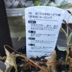 植物の苗とムスカリの球根,多肉の画像