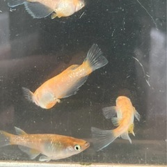 取り引き中　　　　　　　
🌸アマテラス5匹セット（オスメスいます)の画像