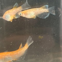 取り引き中　　　　　　　
🌸アマテラス5匹セット（オスメスいます)の画像