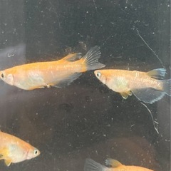 取り引き中　　　　　　　
🌸アマテラス5匹セット（オスメスいます)の画像