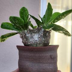 恵比寿笑(現地球)鉢付き　塊根植物　珍球植物の画像
