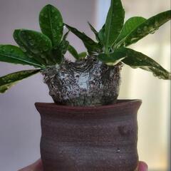 恵比寿笑(現地球)鉢付き　塊根植物　珍球植物の画像