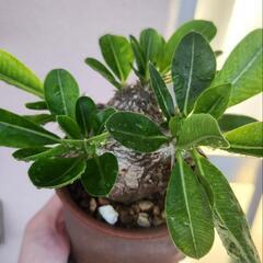 恵比寿笑(現地球)鉢付き　塊根植物　珍球植物の画像