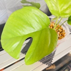 【観葉植物】姫モンステラの画像